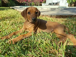 1-3 months Female Purebred Rhodesian Ridgeback