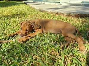 1-3 months Female Purebred Rhodesian Ridgeback
