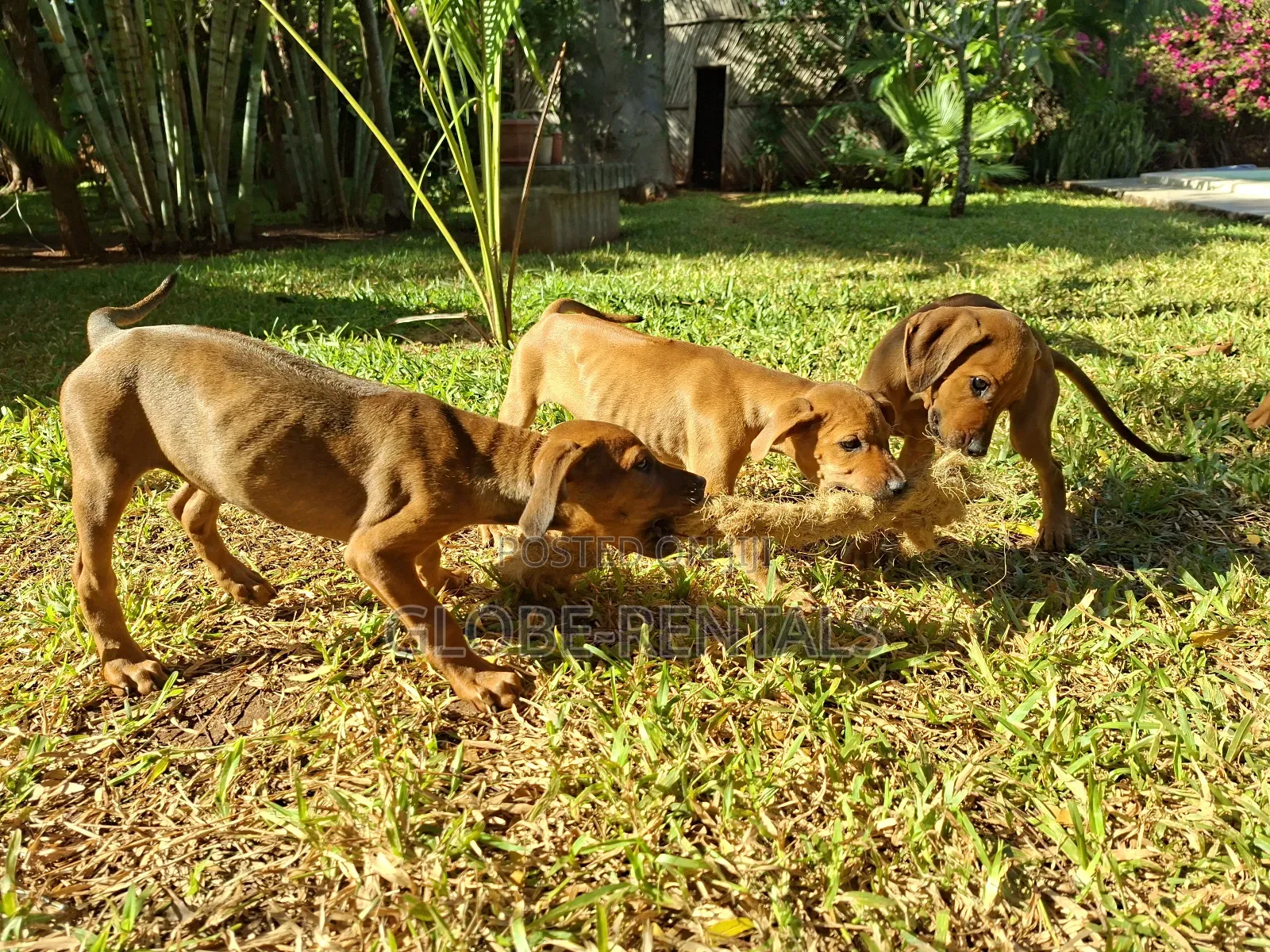 1-3 months Female Purebred Rhodesian Ridgeback