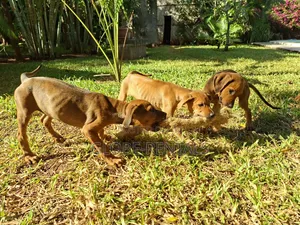 1-3 months Female Purebred Rhodesian Ridgeback