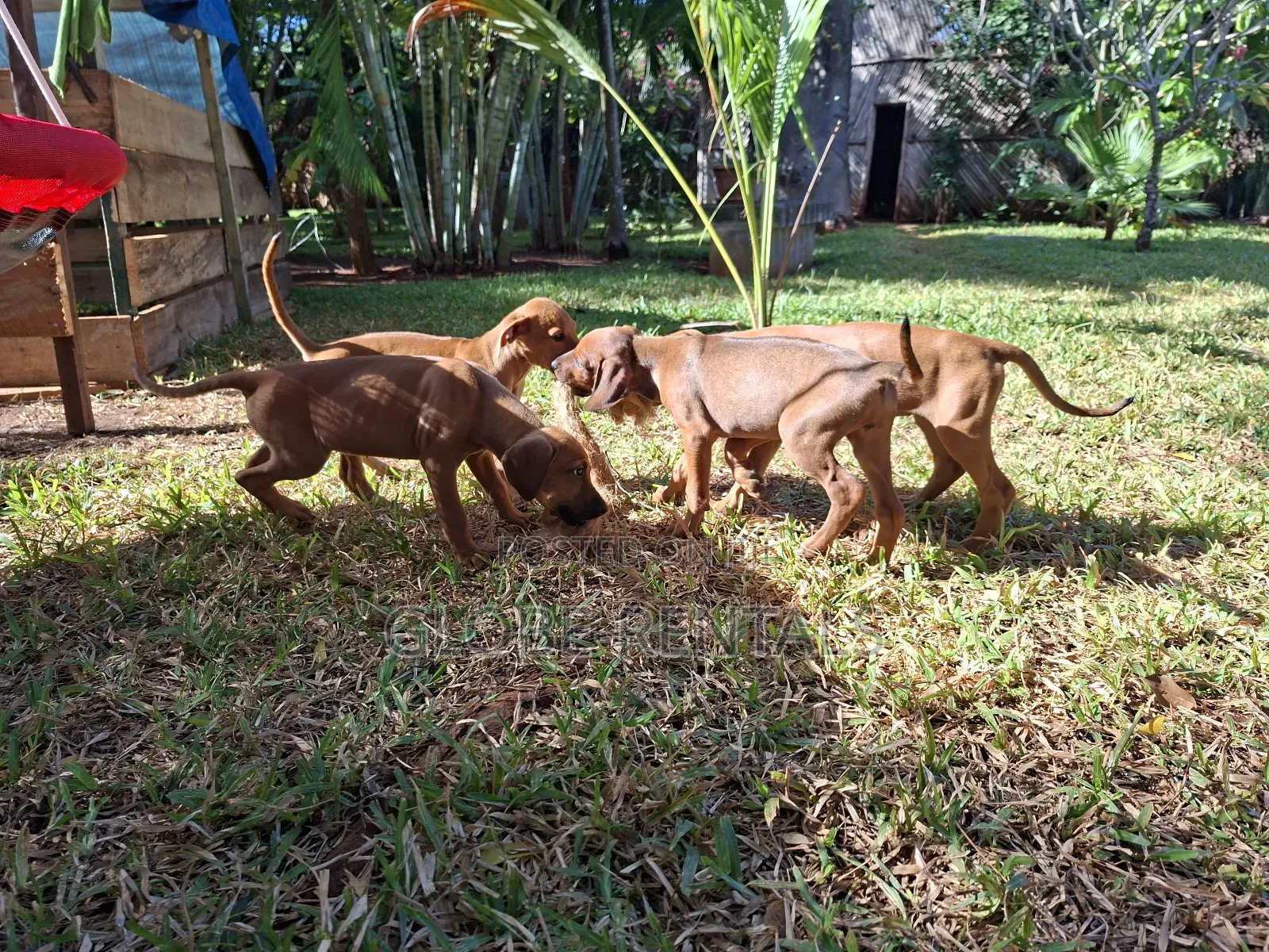 1-3 months Female Purebred Rhodesian Ridgeback