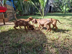 1-3 months Female Purebred Rhodesian Ridgeback
