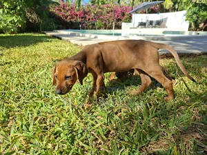 1-3 months Female Purebred Rhodesian Ridgeback
