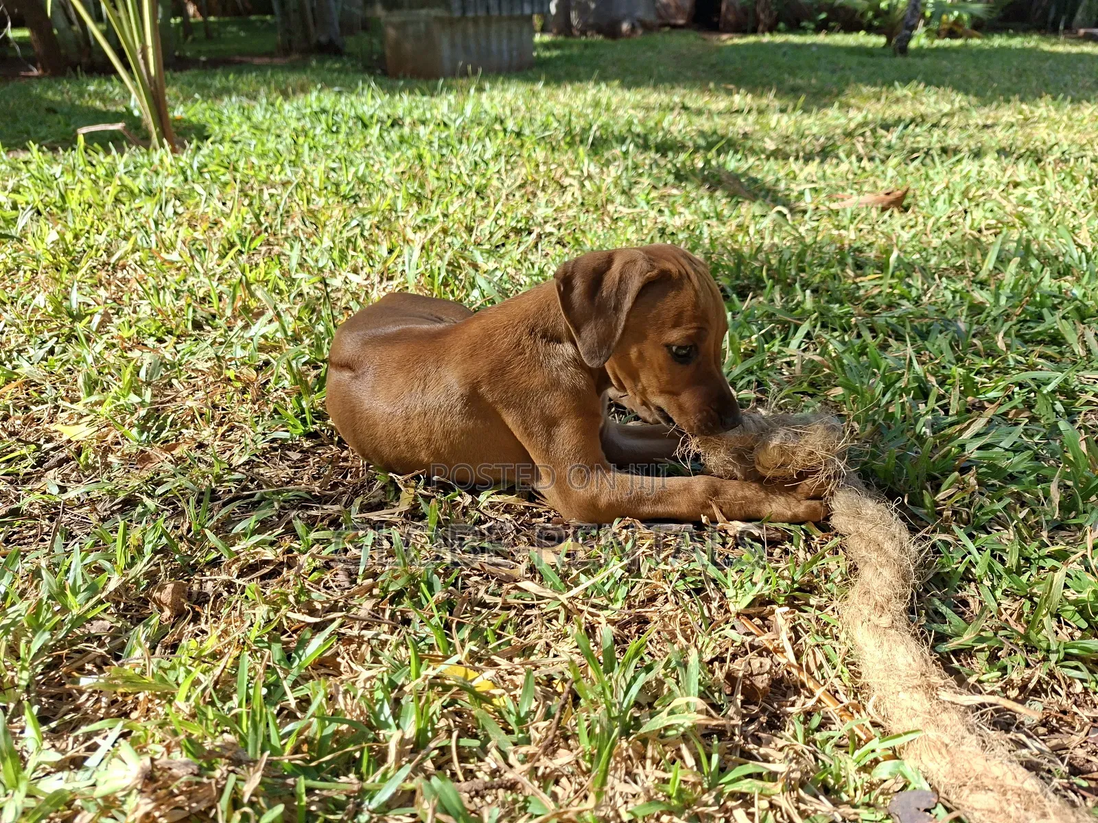 1-3 months Female Purebred Rhodesian Ridgeback