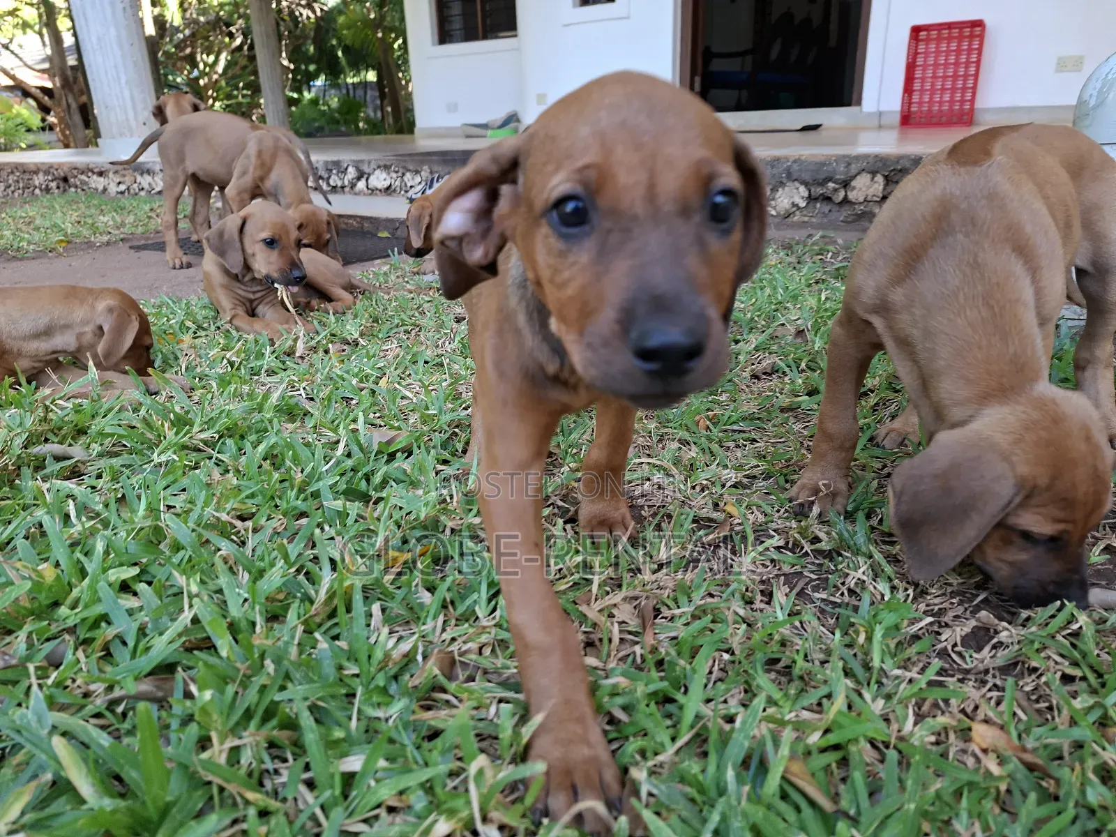 1-3 months Female Purebred Rhodesian Ridgeback