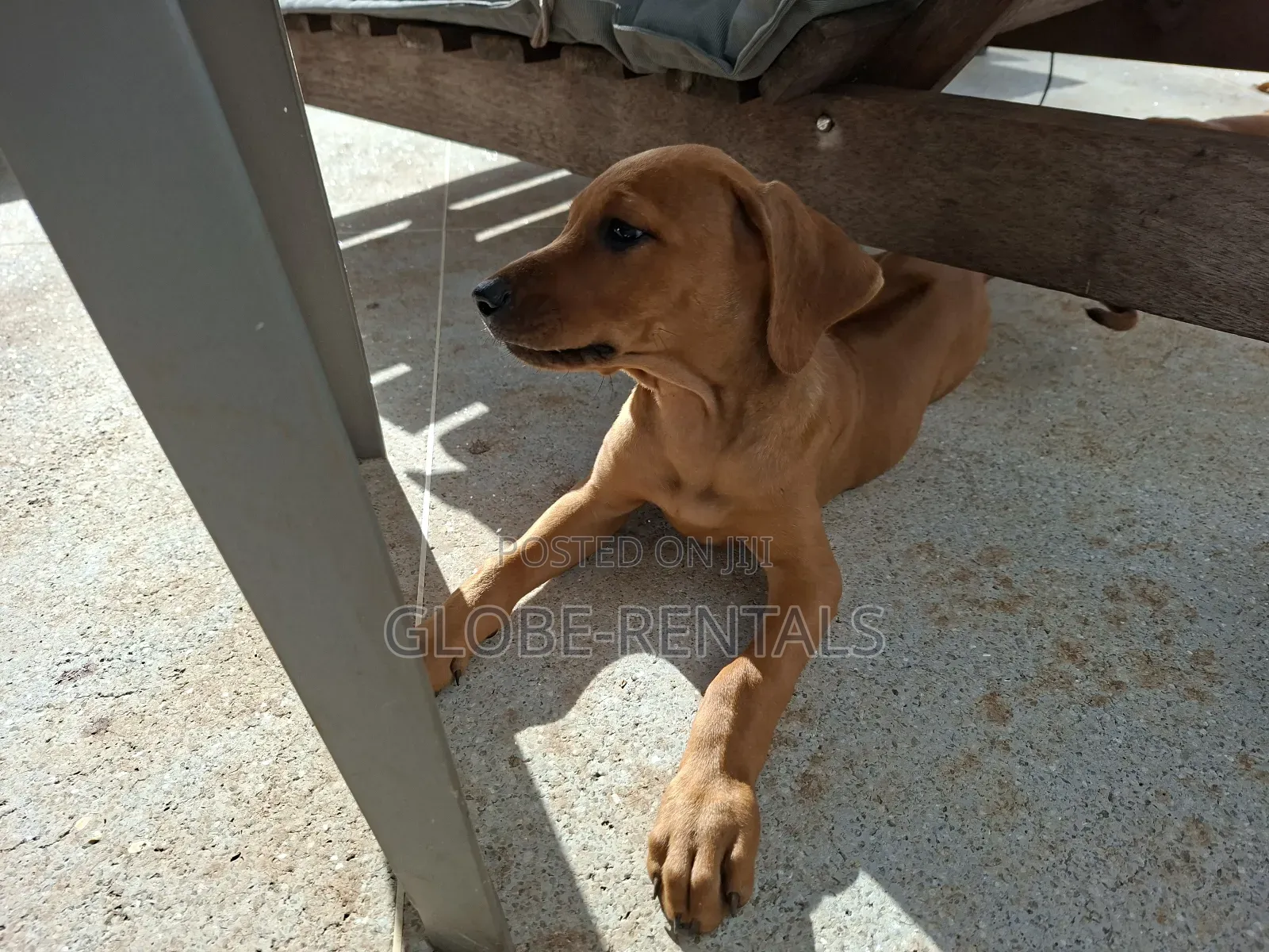 1-3 months Female Purebred Rhodesian Ridgeback