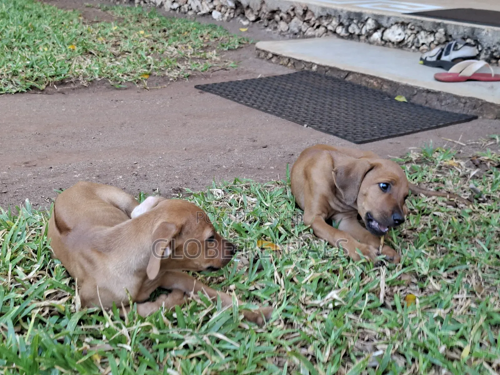 1-3 months Female Purebred Rhodesian Ridgeback