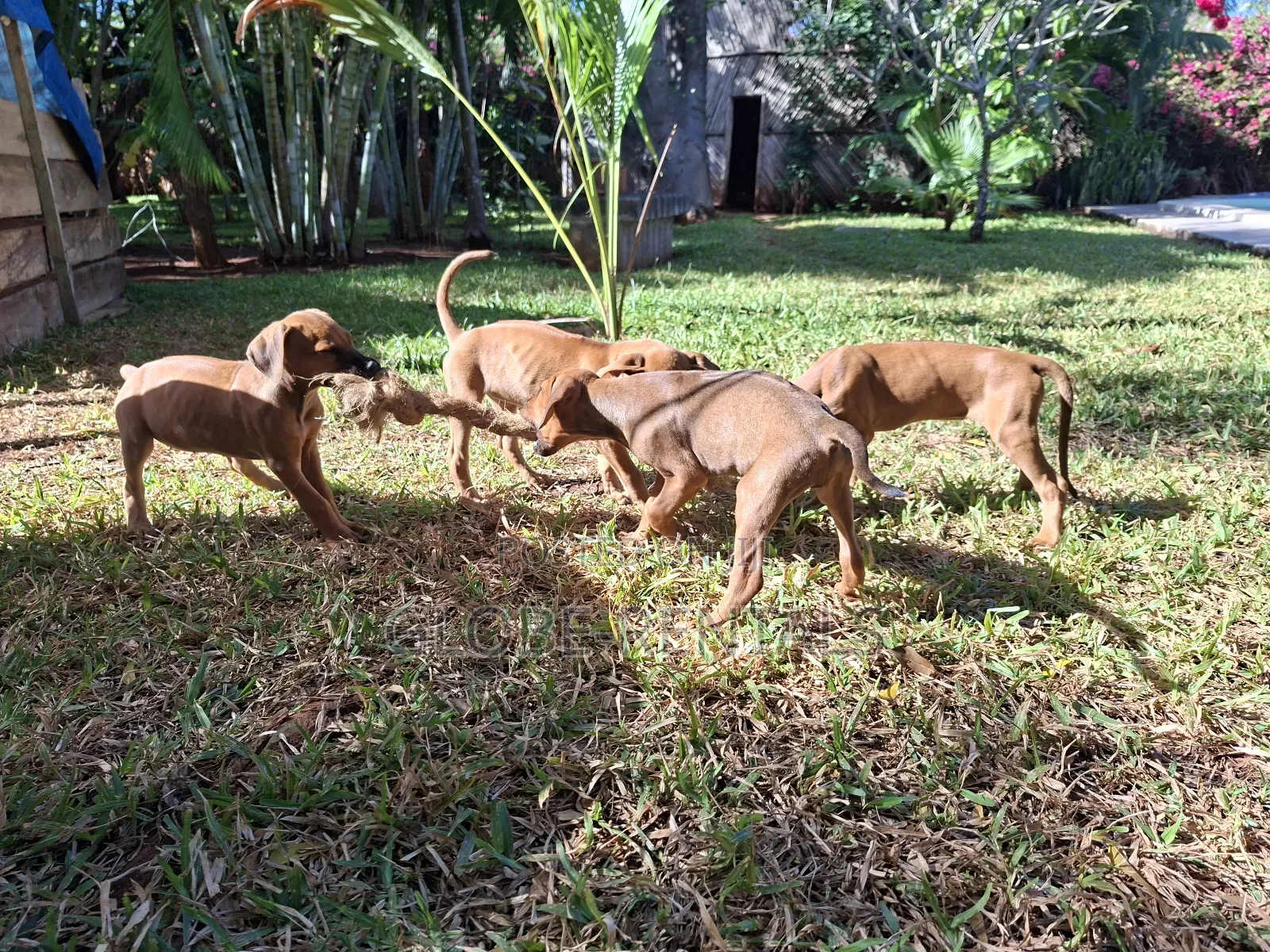 1-3 months Female Purebred Rhodesian Ridgeback
