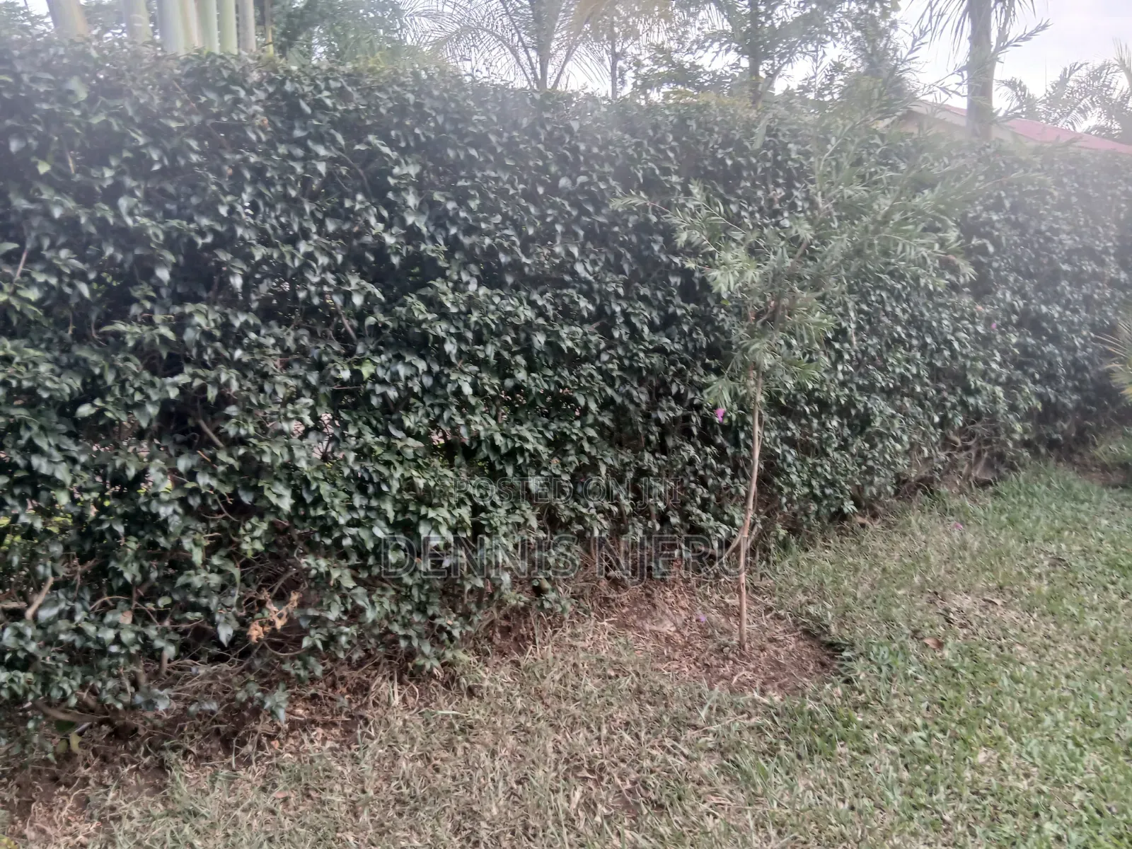 Land Scaping
