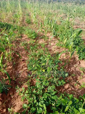Land for Sale in Kangemi, Kayatta Matungulu