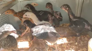 Kuchi Chicks Long Tail 1month Old