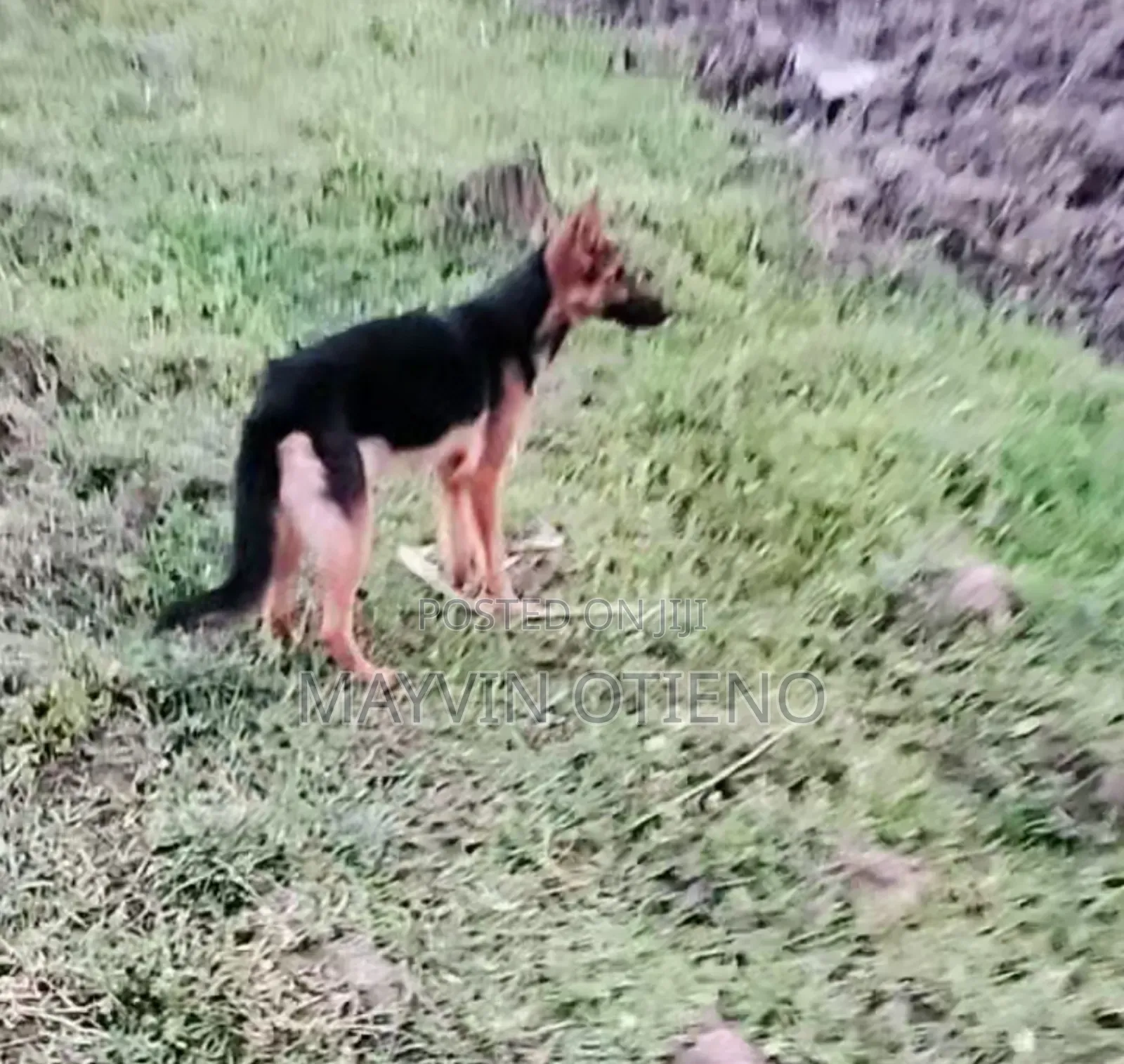 6-12 months Female Purebred German Shepherd