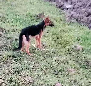 6-12 months Female Purebred German Shepherd