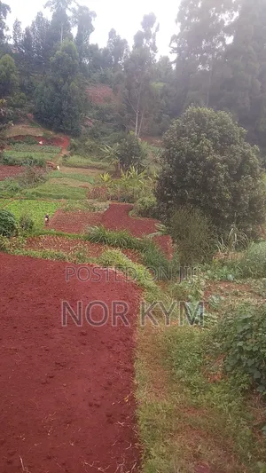 Quarter Acre Horticulrture Land on Sale Wangige Surburbs