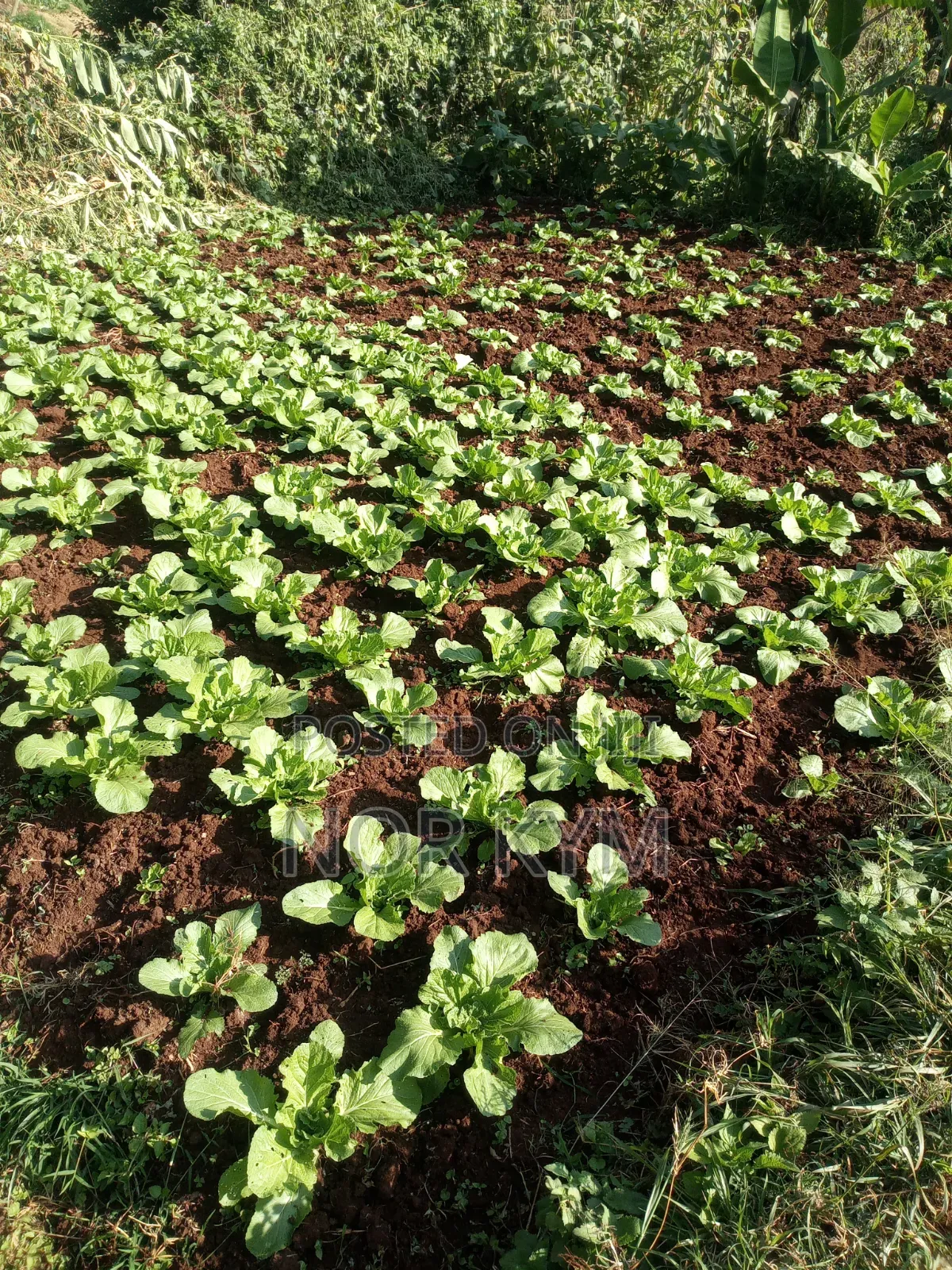 Quarter Acre Horticulrture Land on Sale Wangige Surburbs