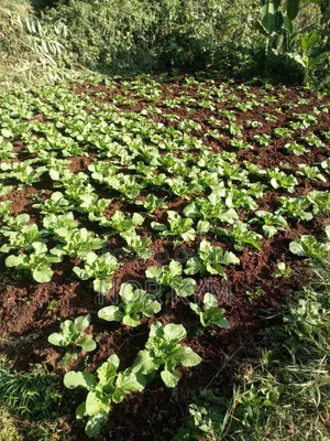 Quarter Acre Horticulrture Land on Sale Wangige Surburbs