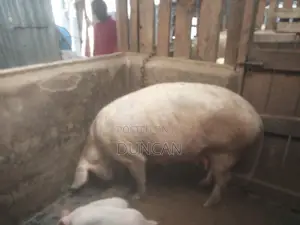 Mother Pig and Its One Month Old Piglets