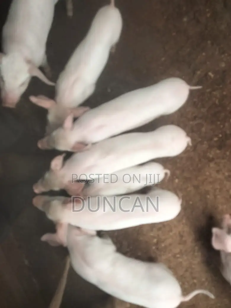Mother Pig and Its One Month Old Piglets