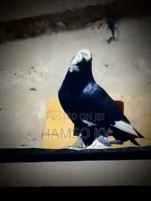 Quality Pigeons for Sale
