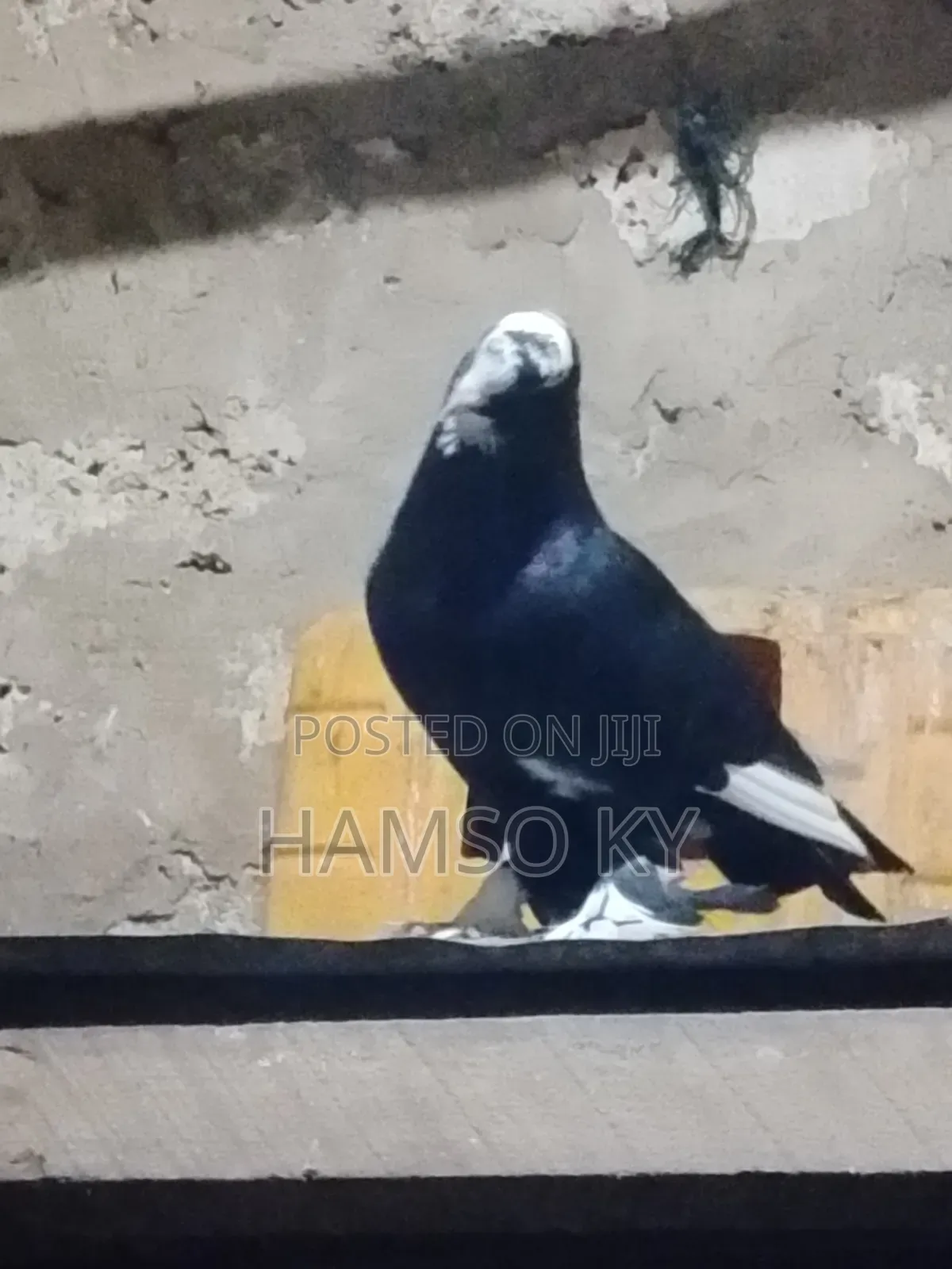 Quality Pigeons for Sale