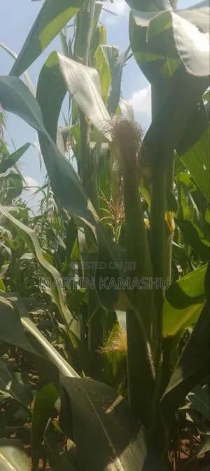 Maize for Silage