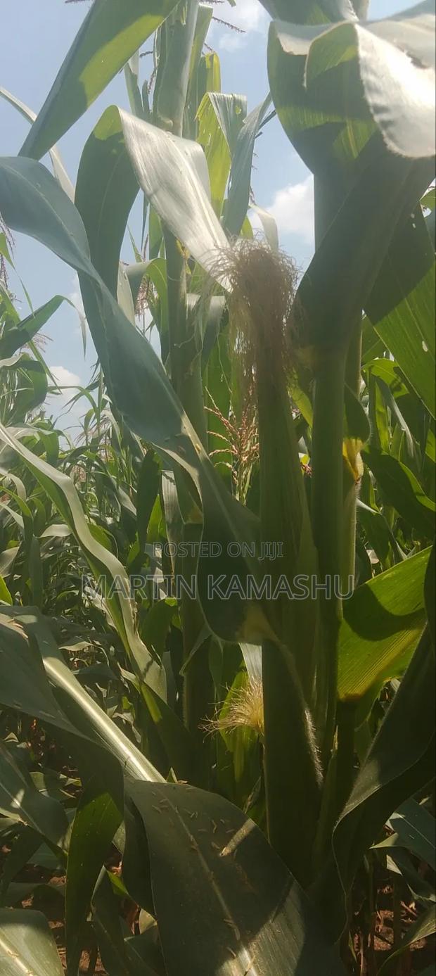 Maize for Silage
