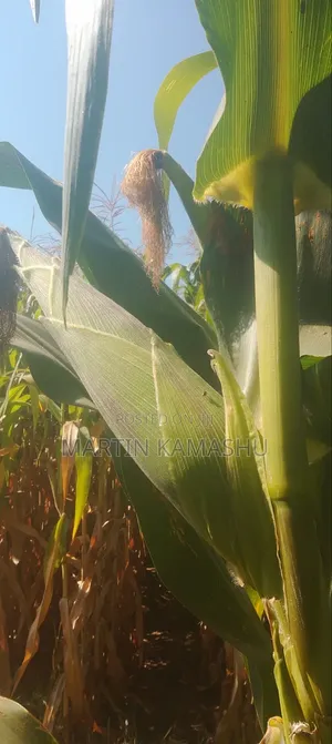 Maize for Silage