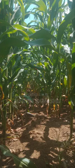 Maize for Silage
