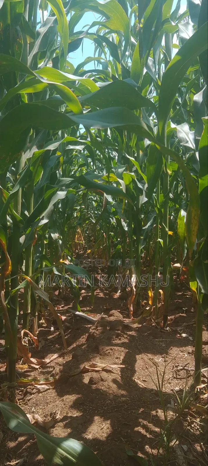 Maize for Silage