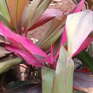 Cordyline Fruticosa, Cordyline Terminalis) 'Red Sister' Variety