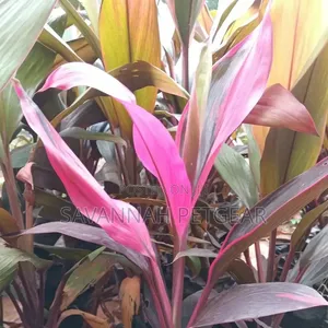 Cordyline Fruticosa, Cordyline Terminalis) 'Red Sister' Variety
