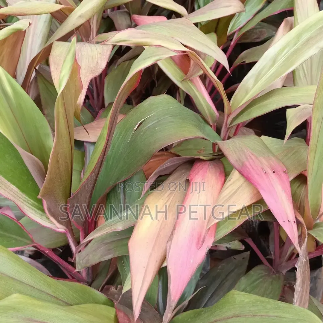 Cordyline Fruticosa, Cordyline Terminalis) 'Red Sister' Variety