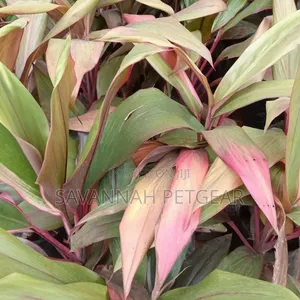 Cordyline Fruticosa, Cordyline Terminalis) 'Red Sister' Variety