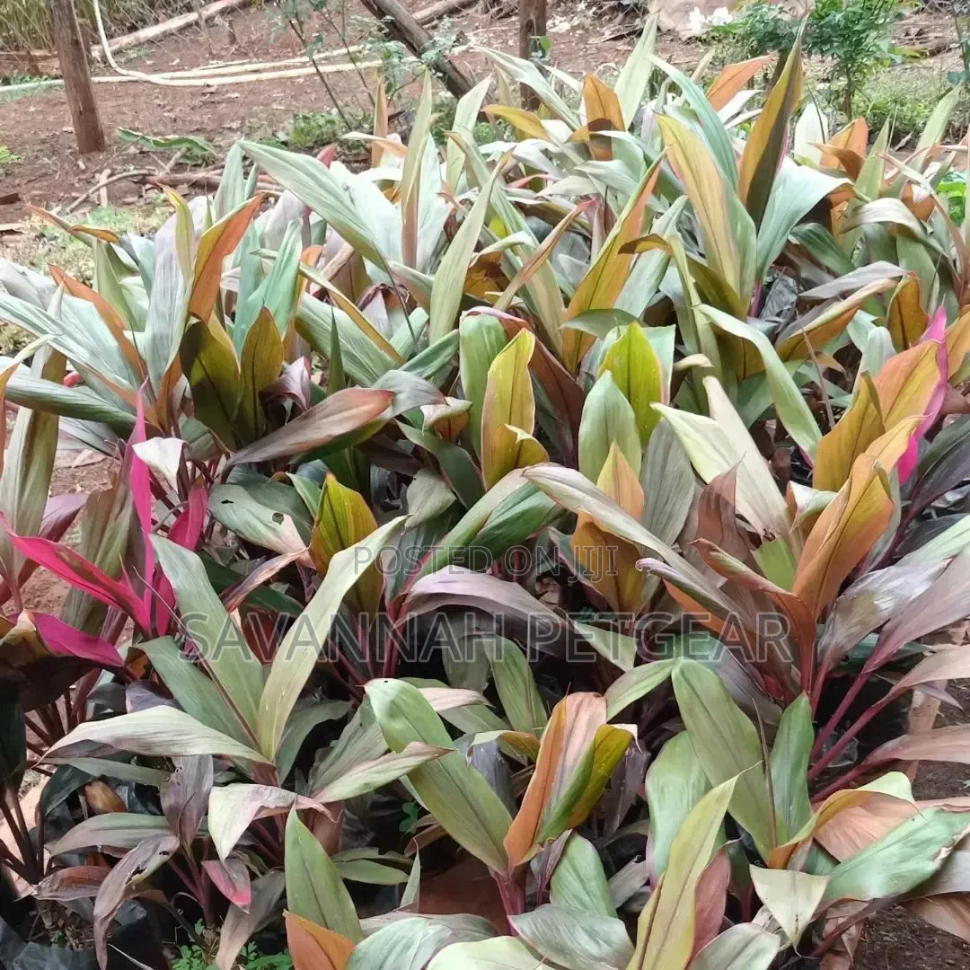 Cordyline Fruticosa, Cordyline Terminalis) 'Red Sister' Variety
