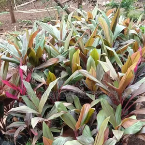 Cordyline Fruticosa, Cordyline Terminalis) 'Red Sister' Variety