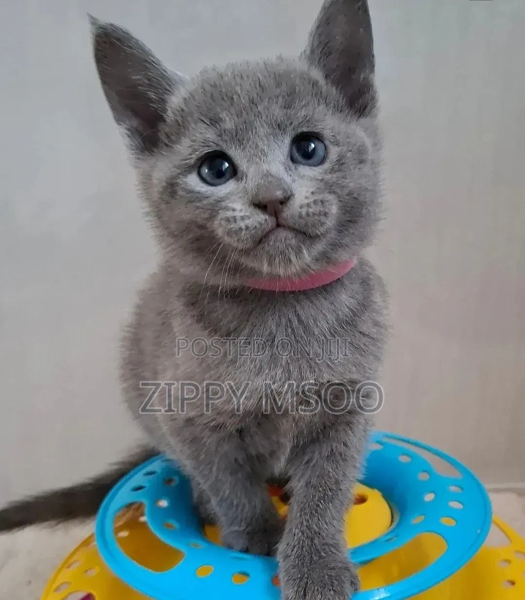 3-6 months Male Purebred Russian Blue