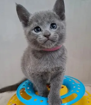 3-6 months Male Purebred Russian Blue