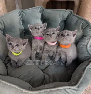 3-6 months Male Purebred Russian Blue