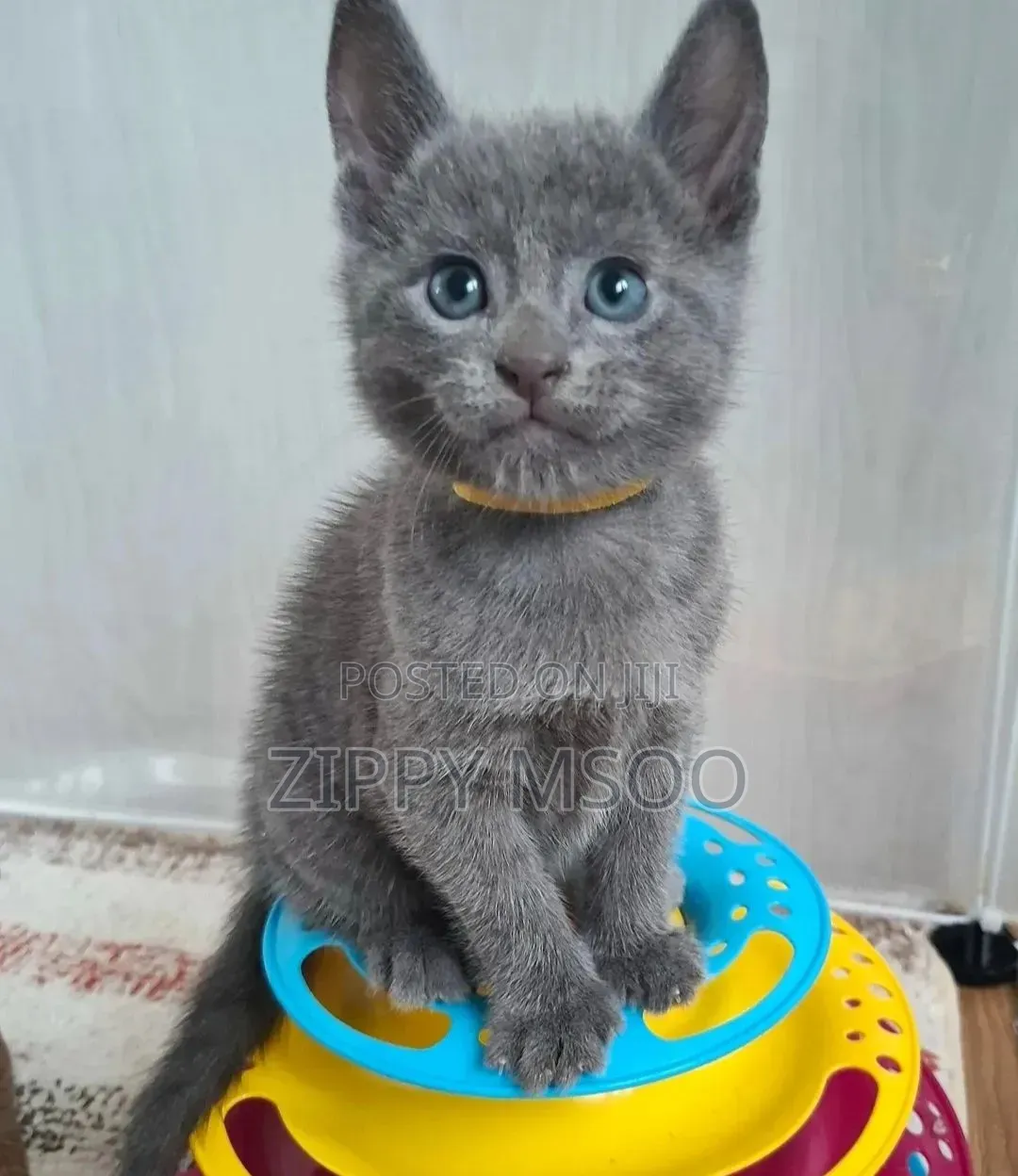 3-6 months Male Purebred Russian Blue
