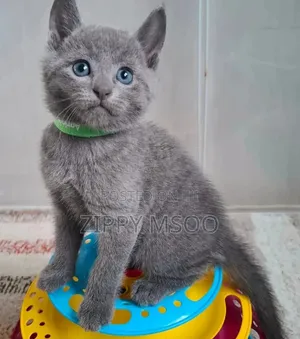 3-6 months Male Purebred Russian Blue