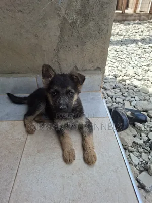 1-3 months Male Purebred German Shepherd