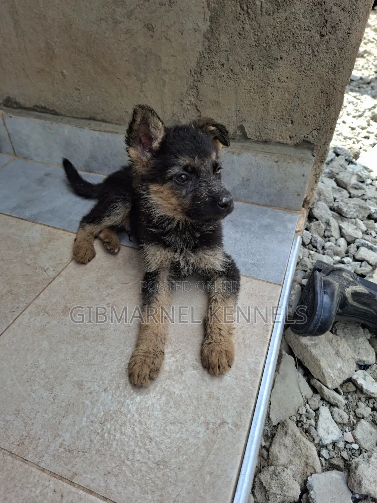 1-3 months Male Purebred German Shepherd