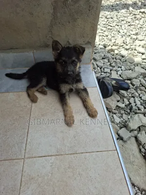 1-3 months Male Purebred German Shepherd