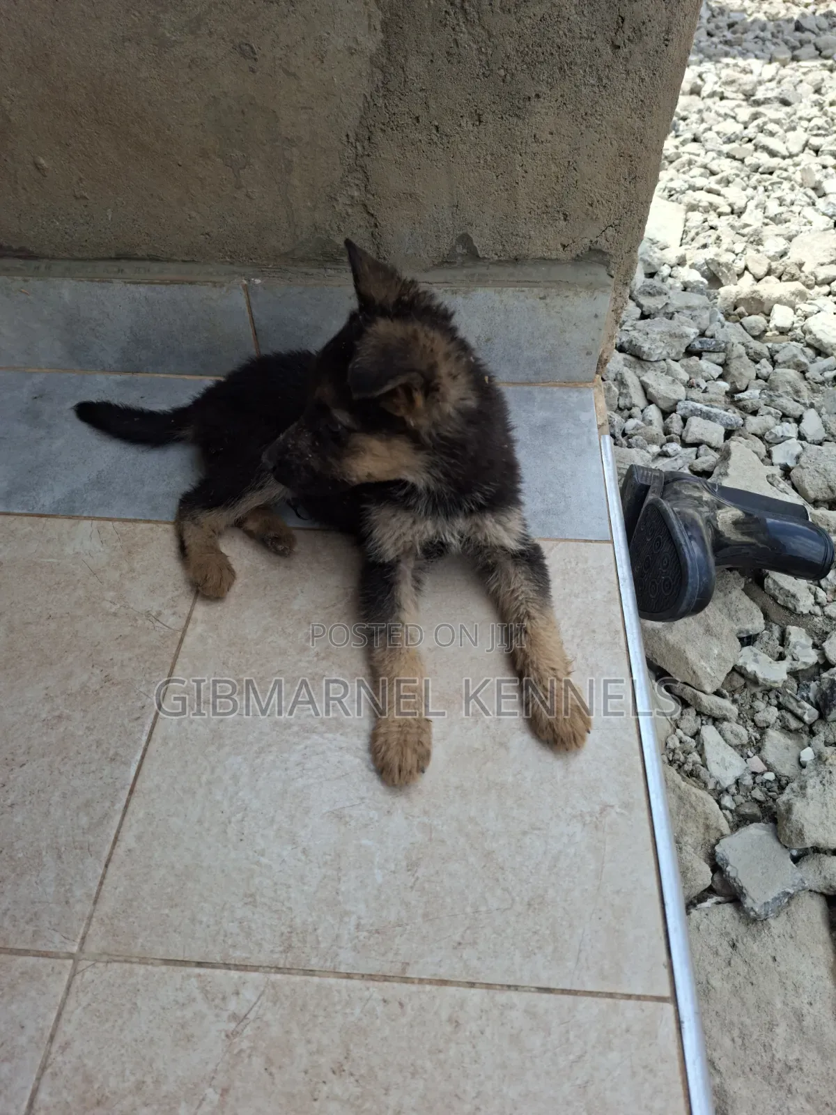1-3 months Male Purebred German Shepherd