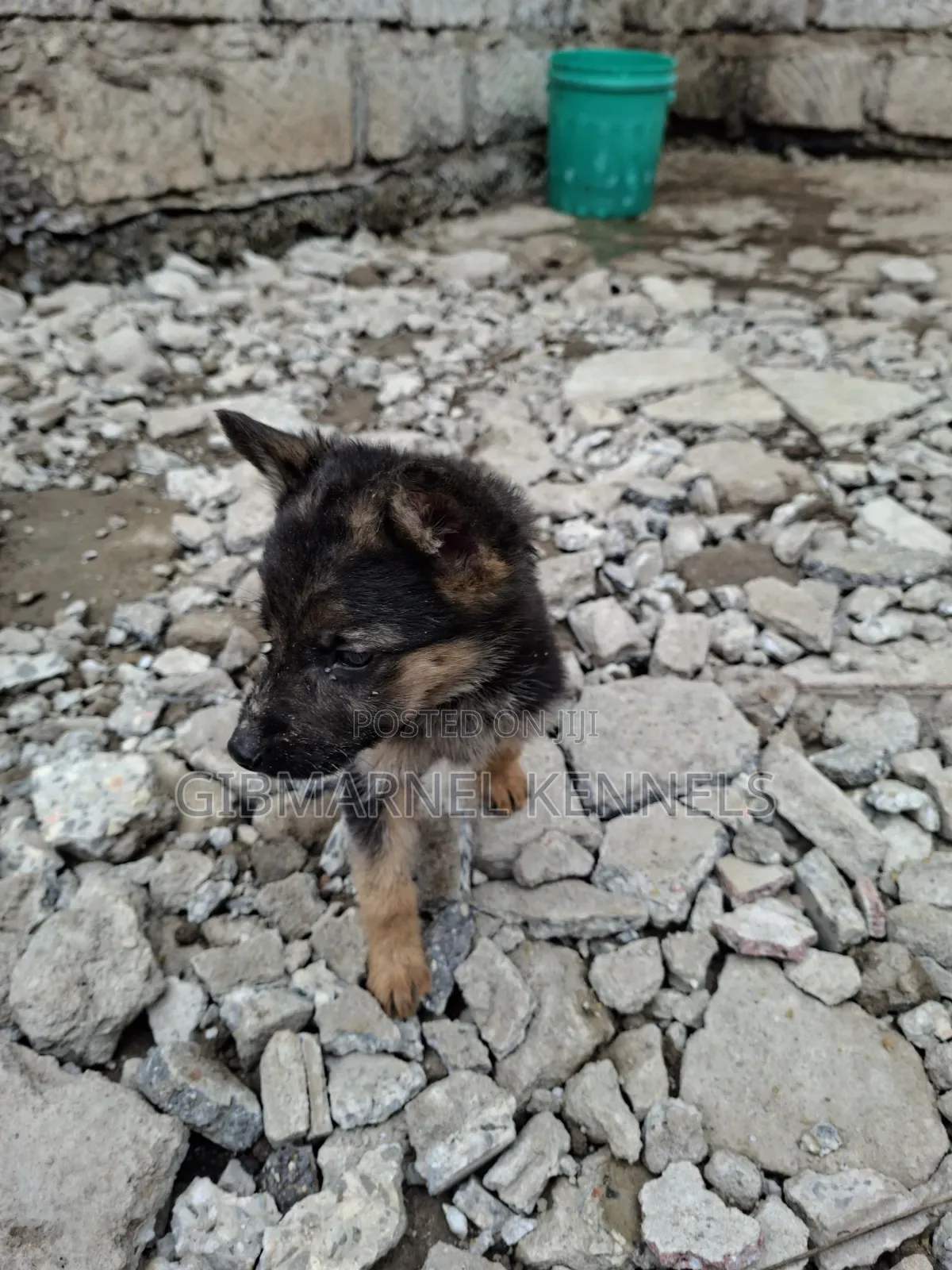 1-3 months Male Purebred German Shepherd