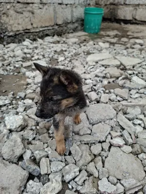 1-3 months Male Purebred German Shepherd