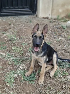 3-6 months Female Purebred German Shepherd