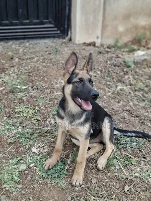 3-6 months Female Purebred German Shepherd