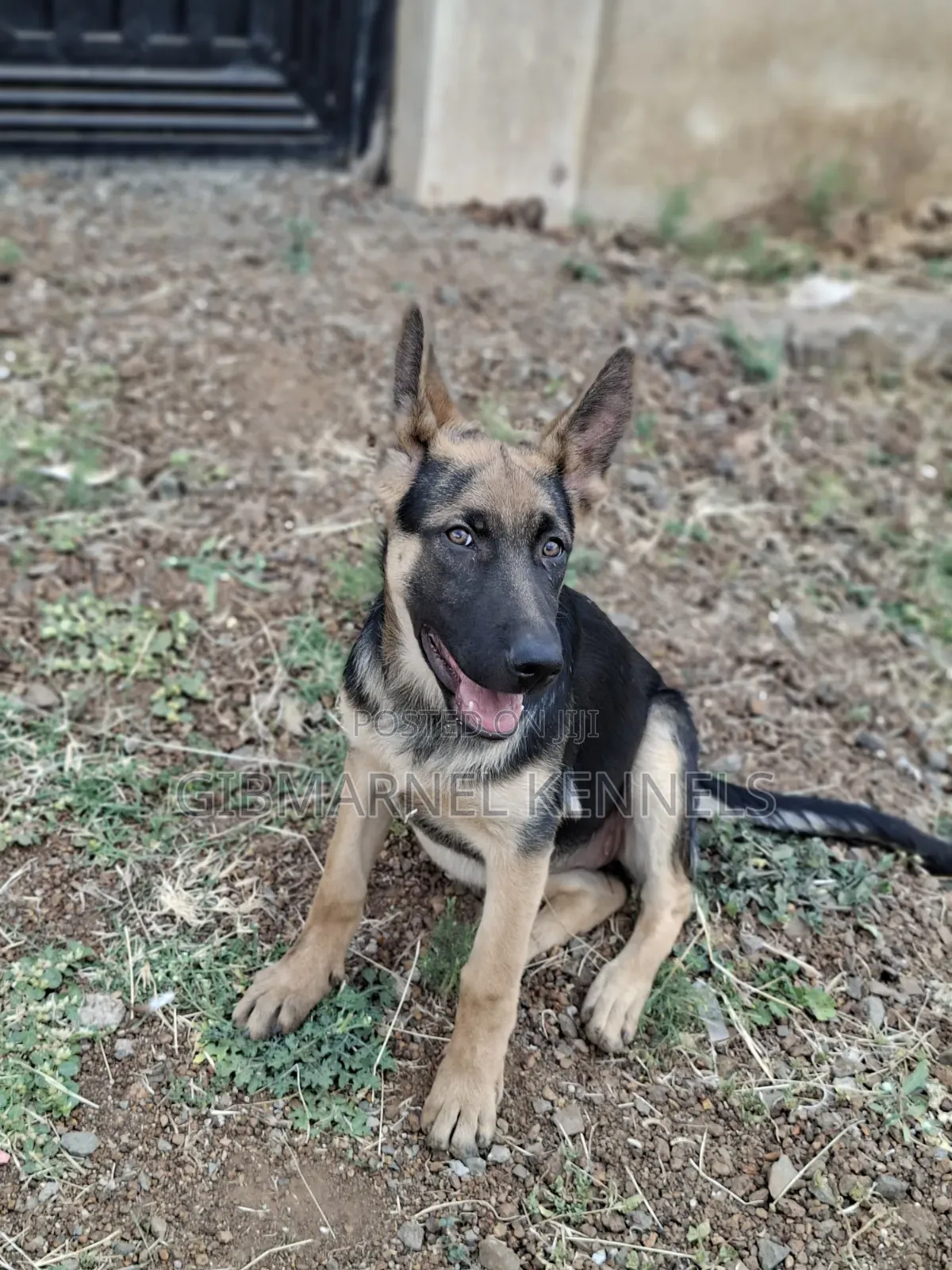 3-6 months Female Purebred German Shepherd