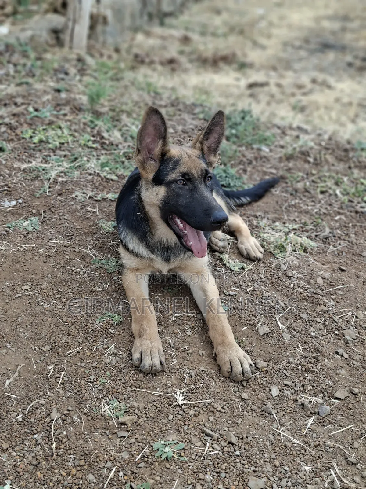 3-6 months Female Purebred German Shepherd